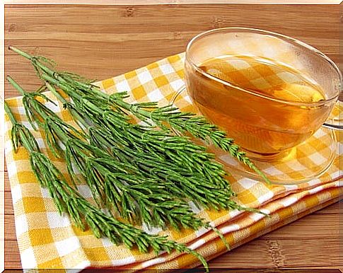 Horsetail Infusion