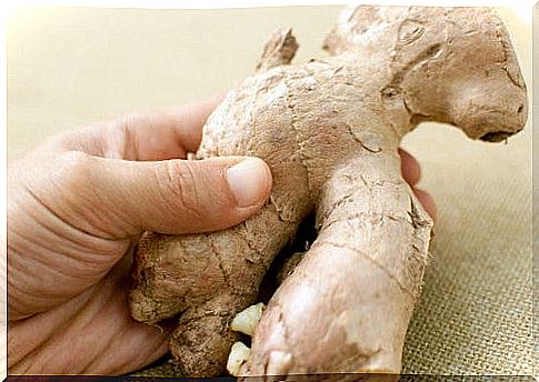 The ginger root favors the absorption of nutrients.