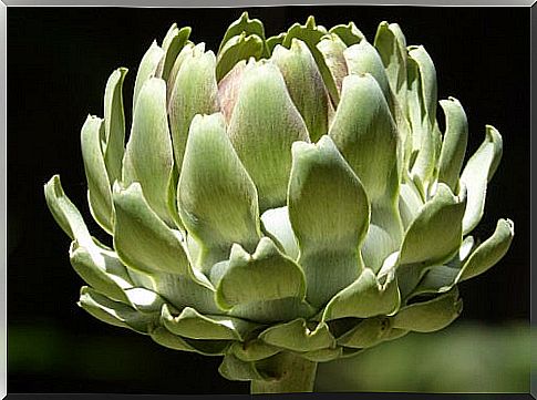 Artichoke.