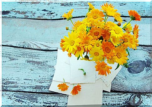 Calendula and its health benefits