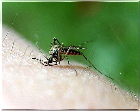 Mosquito biting