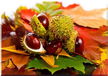 Horse chestnut for varicose veins