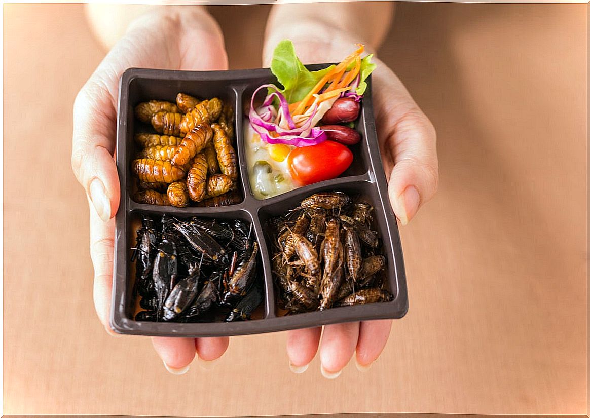 Insects to eat on a tray.