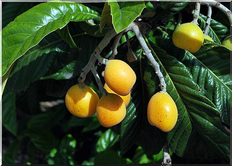 Medlar for fatty liver