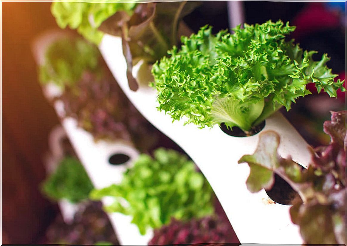 Hydroponics cultivation in rows.