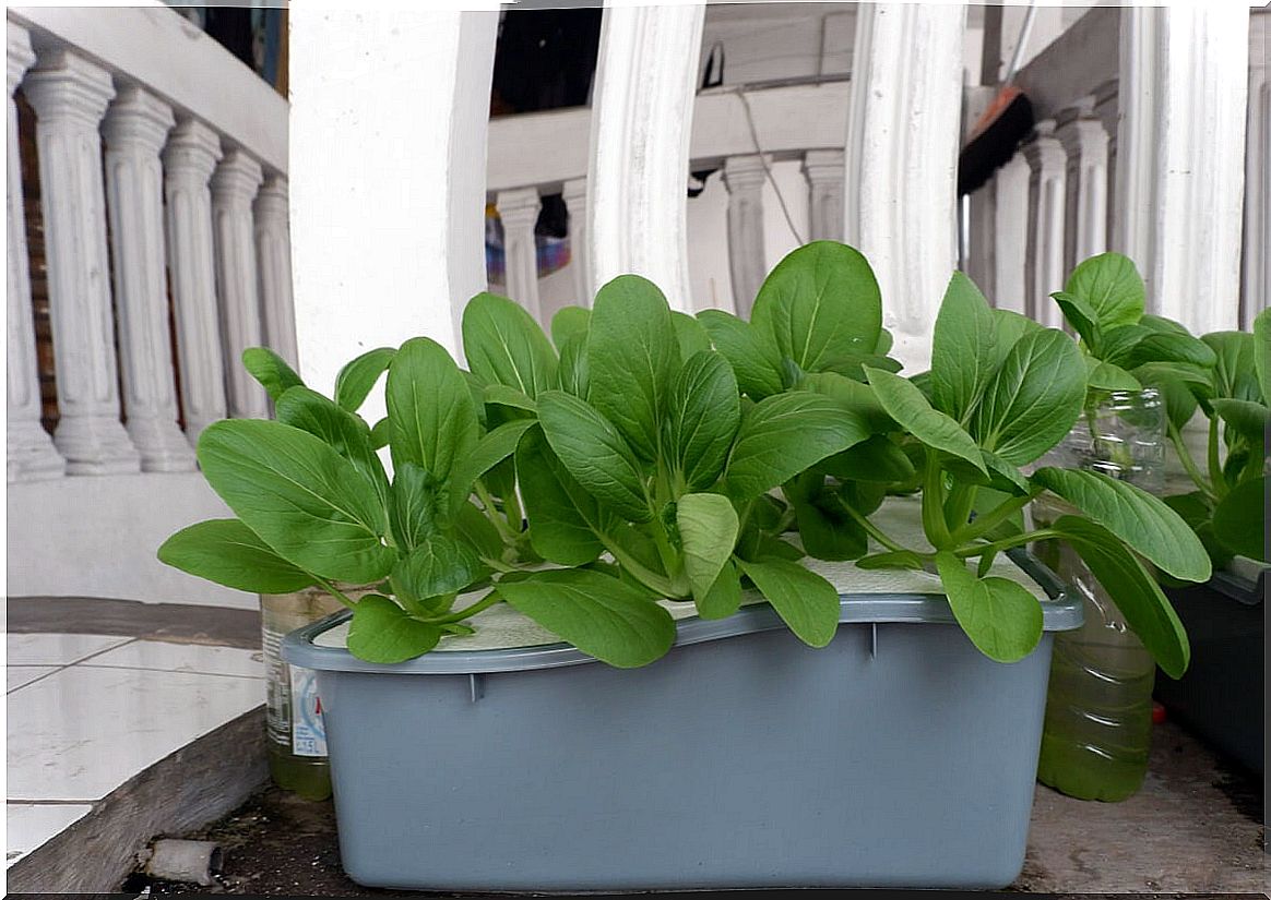 Hydroponics growing in a small space.