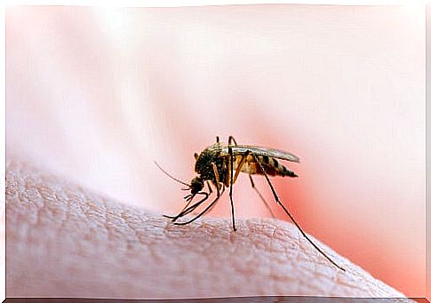 Contagious sand fly for leishmaniasis