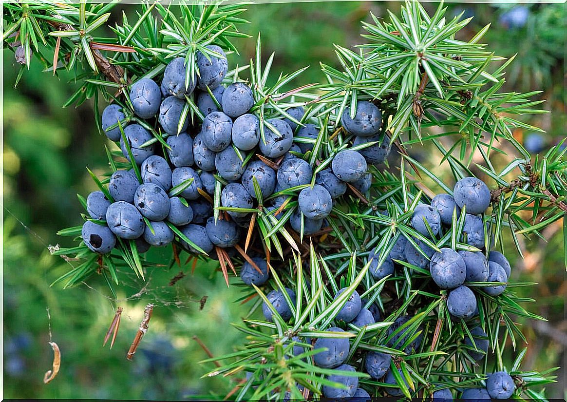 Juniper: benefits, uses and contraindications