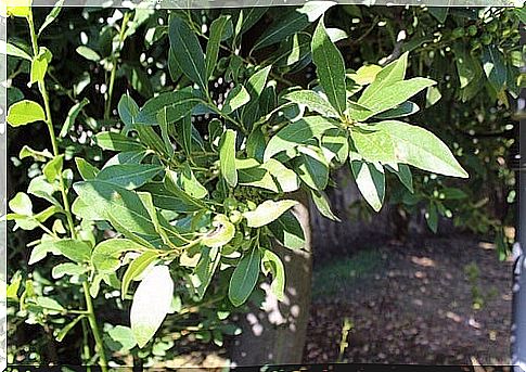 Laurel and its digestive properties