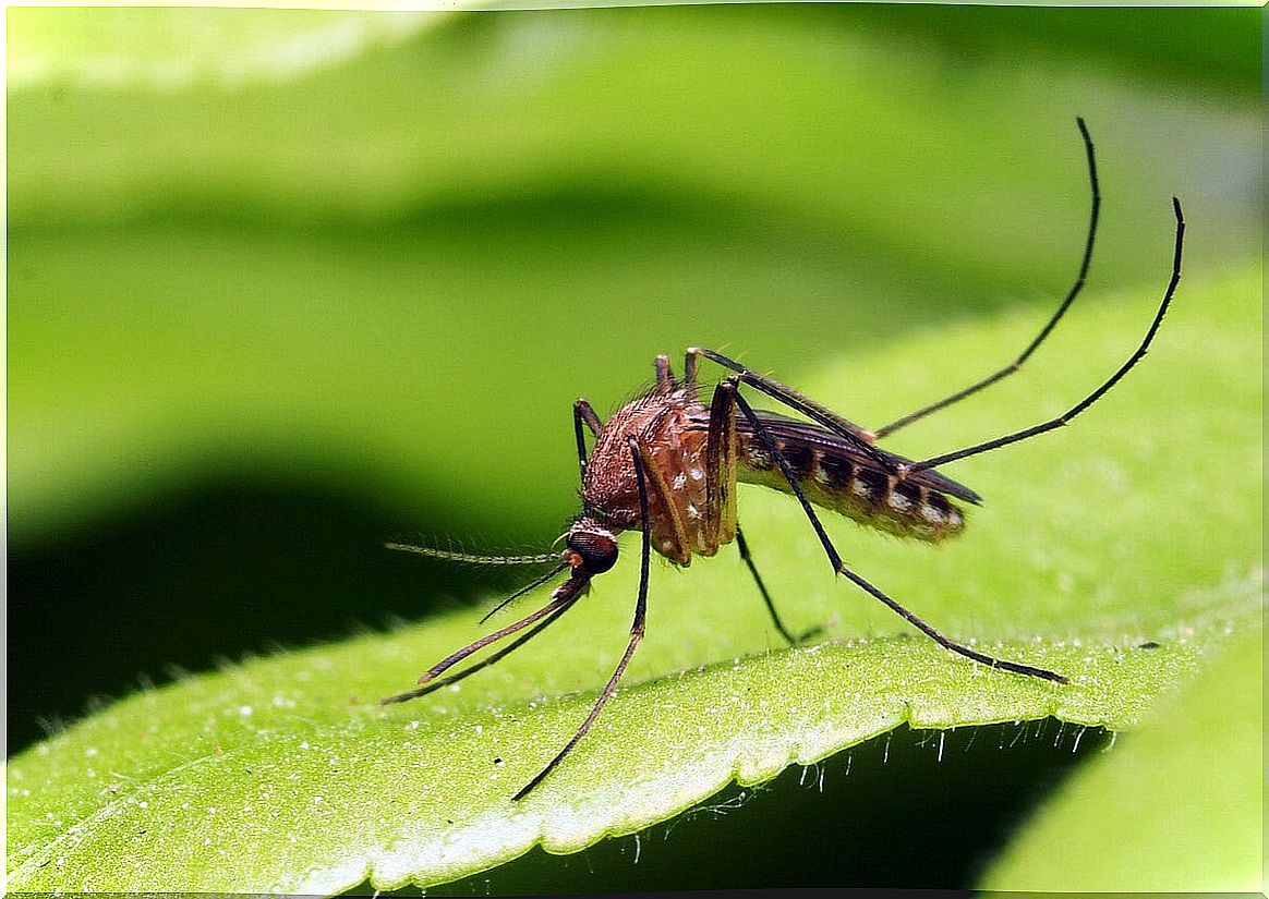 Main mosquito-borne diseases