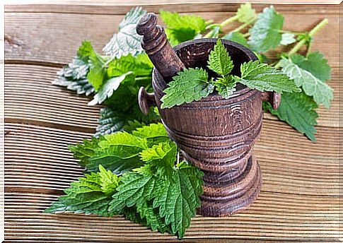 Nettle plant.