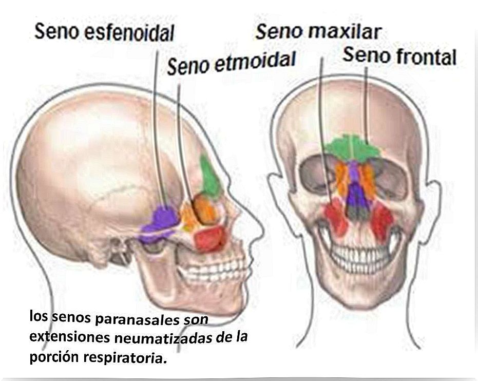 paranasal sinuses