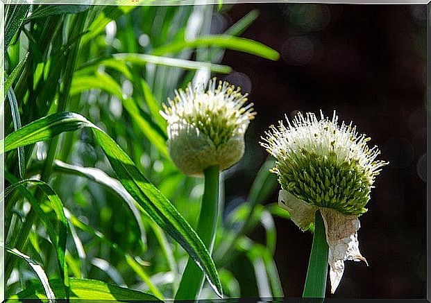 tarragon plant