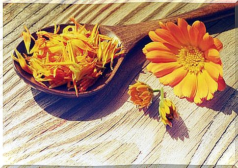 Calendula