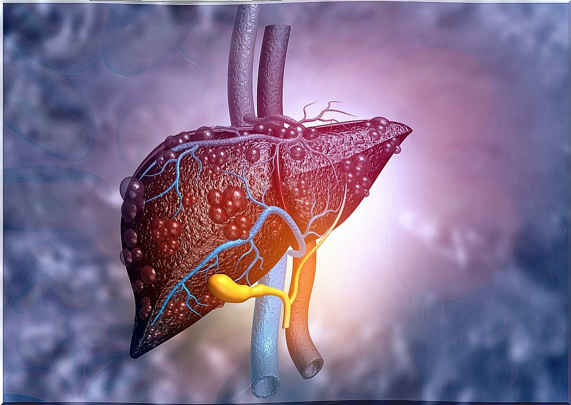 Liver and its parts